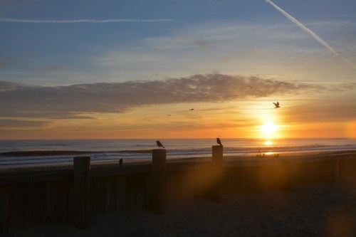birds at sunrise 11-29-2015 8-01-27 AM