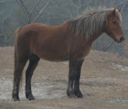 blonde 12-26-2015 2-55-21 PM