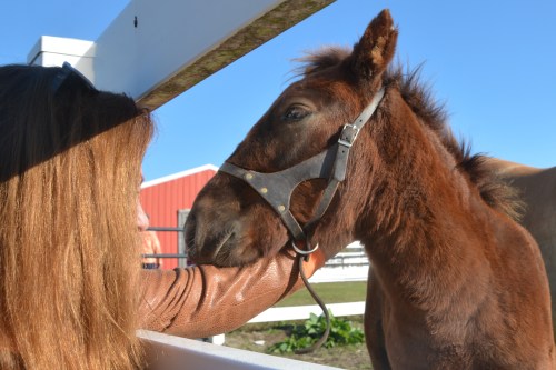 donna and william 10-31-2015 9-31-39 AM