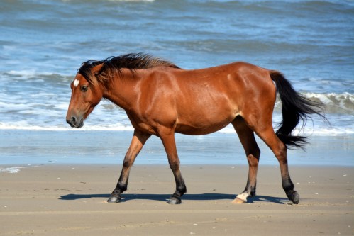 horse 6-6-2015 4-04-04 PM