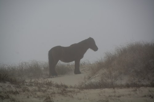 on the dune 12-26-2015 3-58-03 PM