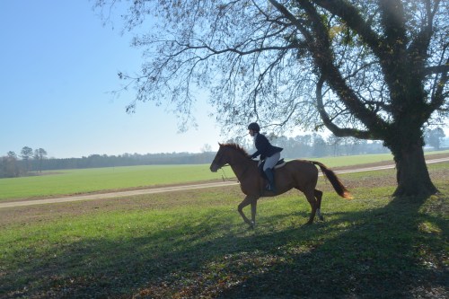 rider and tree best 12-6-2015 10-59-31 AM