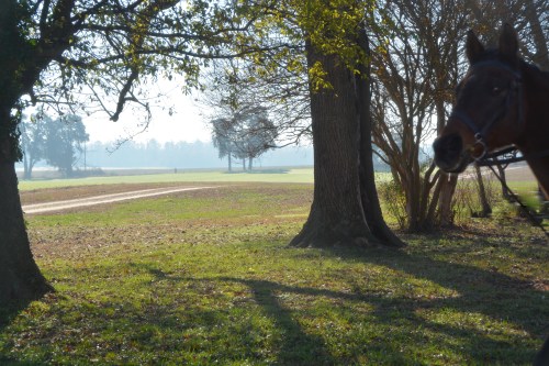 trees and horse head 12-6-2015 10-59-10 AM