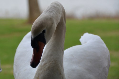 antoine closeup 1-7-2016 9-16-25 AM
