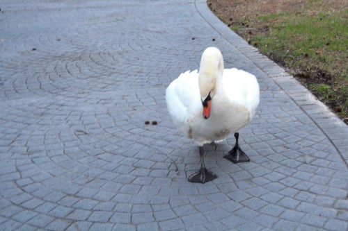 antoine following me 1-7-2016 7-56-35 AM