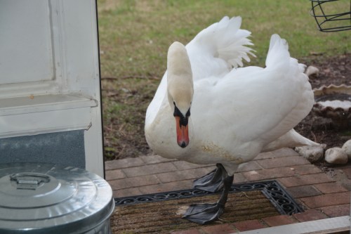 antoine in doorway 1-7-2016 9-16-05 AM