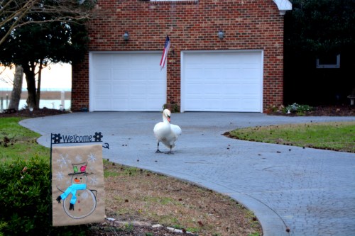 antoine in driveway 1-7-2016 7-55-44 AM