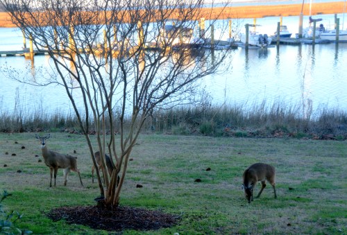 deer 1-14-2016 4-45-06 PM