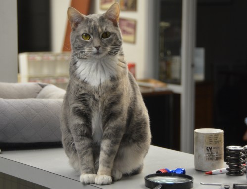 gypsy watching 1-12-2016 8-41-42 AM