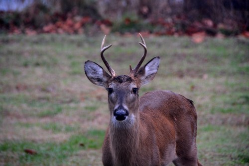 little buck 1-9-2016 8-12-52 AM