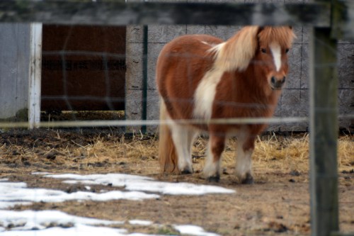 mini pony 1-28-2016 2-46-45 PM