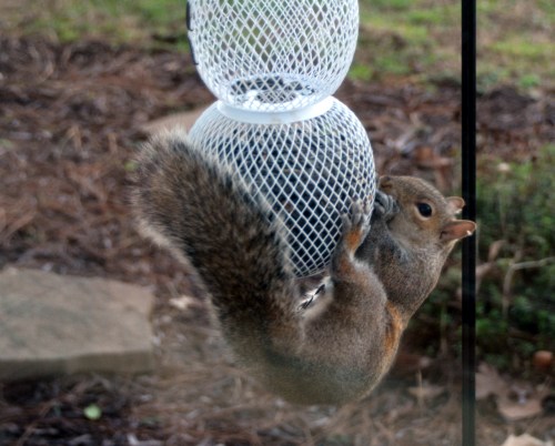 squirrel 1-14-2016 4-39-51 PM