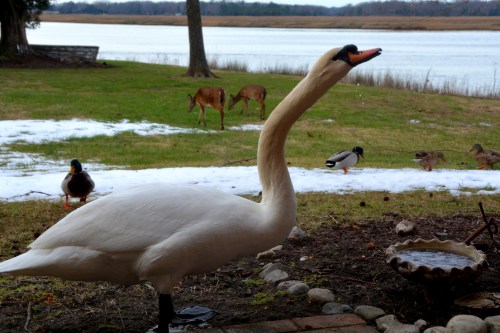 swan ducks deer 1-26-2016 3-43-40 PM