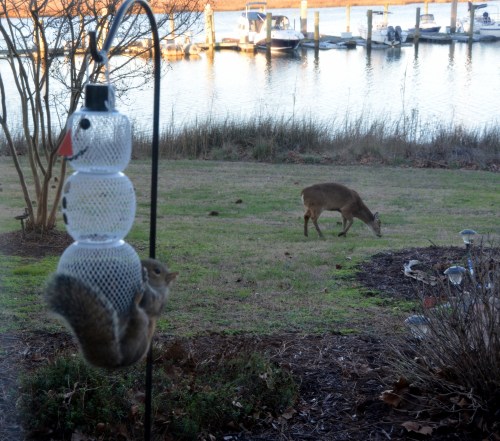 wild kingdom 1-14-2016 4-40-02 PM