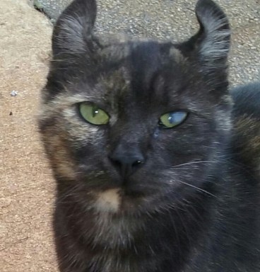 curl eared kitty 10-20-2015 1-38-14 PM