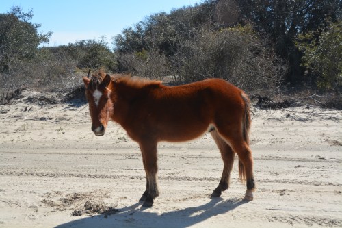 diamond 2-27-2016 1-03-17 PM