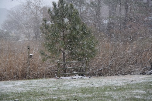 fence 2-12-2016 3-46-12 PM