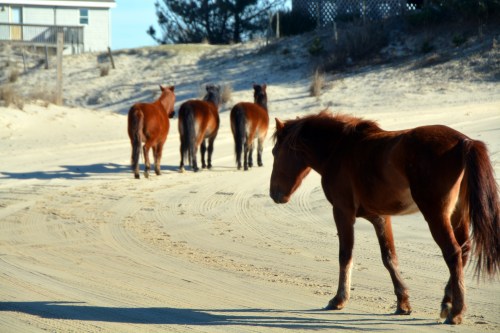 girls and stallion 1-30-2016 2-36-30 PM