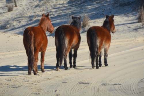 girls2 1-30-2016 2-36-23 PM