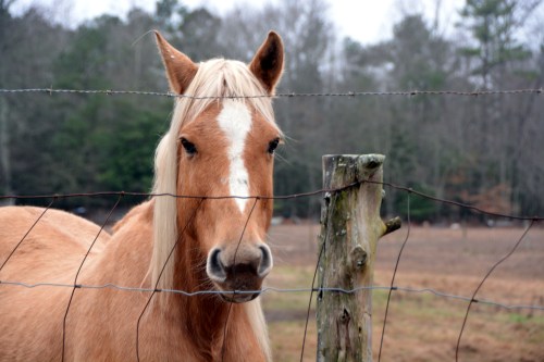 horse1 12-17-2015 11-30-52 AM