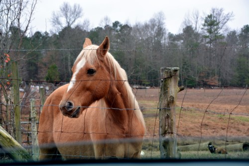 horse2 12-17-2015 11-30-54 AM