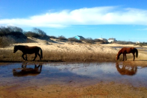 horses by water best 1-30-2016 2-32-49 PM
