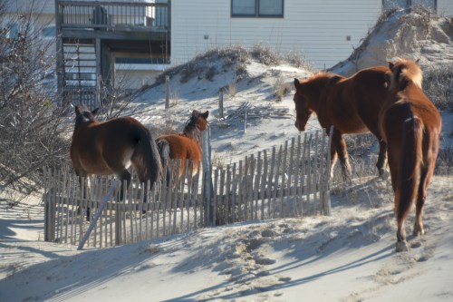 meandering2 1-30-2016 2-39-03 PM