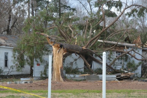 tree on house 2-25-2016 2-57-26 PM