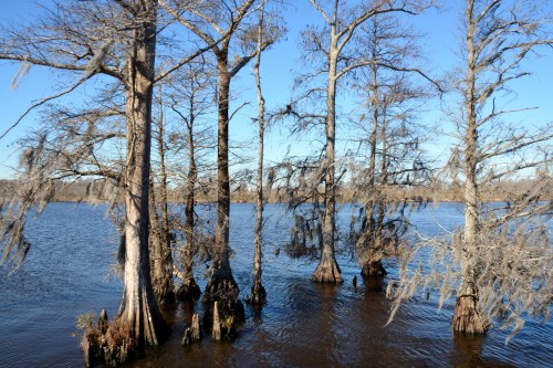 trees 2-2-2016 11-08-14 AM