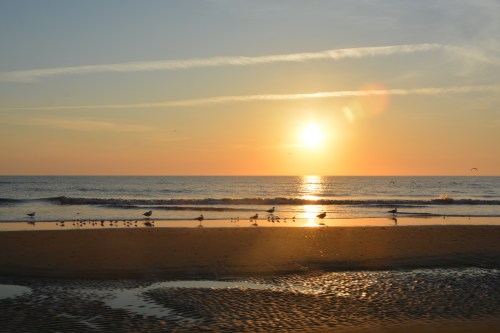 birds and sunrise 3-24-2016 7-22-06 AM