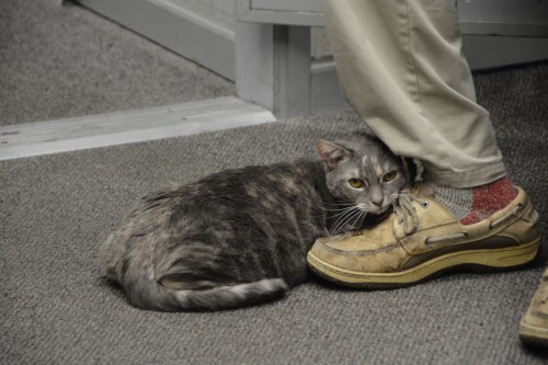 gypsy 3-28-2016 2-46-56 PM