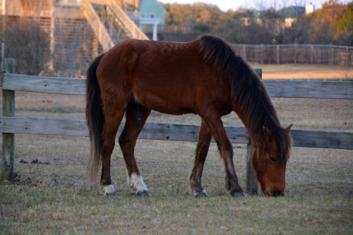 horse 3-24-2016 7-28-21 AM