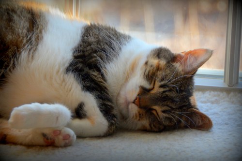 sundae sleeping 3-23-2016 8-56-28 AM