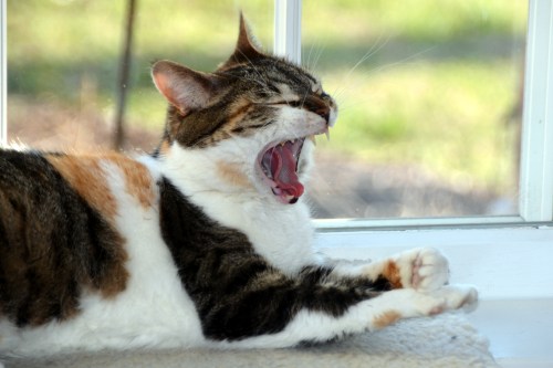 sundae yawn 3-22-2016 8-37-53 AM