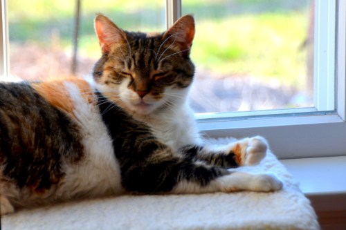 sundae1 3-22-2016 8-37-50 AM