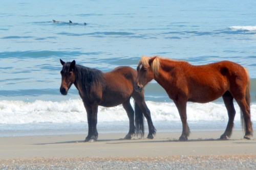 2 horses 3 fins 4-23-2016 12-56-36 PM