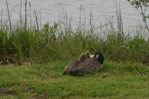 mom and gosling 4-28-2016 3-20-36 PM