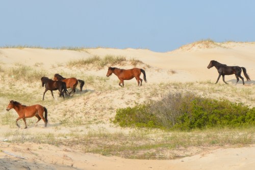 5 running2 5-8-2016 5-39-53 PM