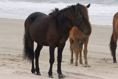 Corolla Wild Horse Fund photo