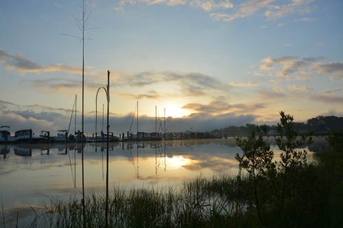 sunrise and reeds 5-14-2016 6-24-09 AM