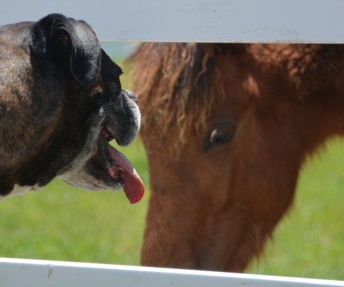 william and boxer 5-14-2016 12-31-39 PM