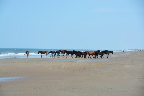 16 horses 5-25-2016 4-00-10 PM