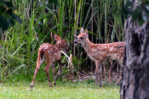 2 fawns 2 6-15-2016 7-17-57 AM