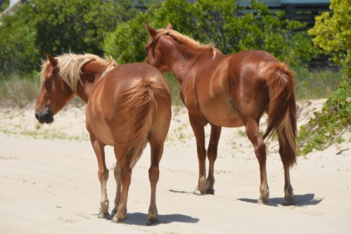 2 flaxens 6-18-2016 12-54-46 PM