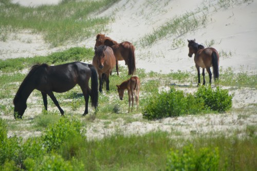 4 and baby 6-18-2016 10-50-17 AM