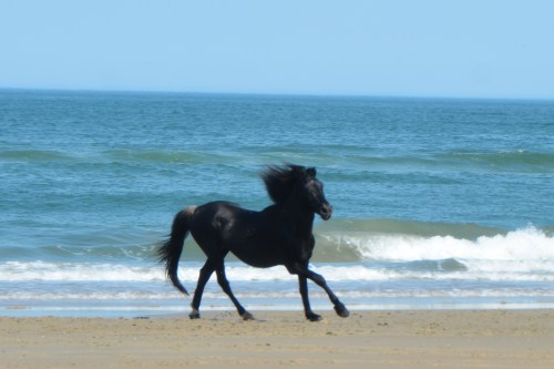 black stallion running 5-25-2016 4-11-22 PM