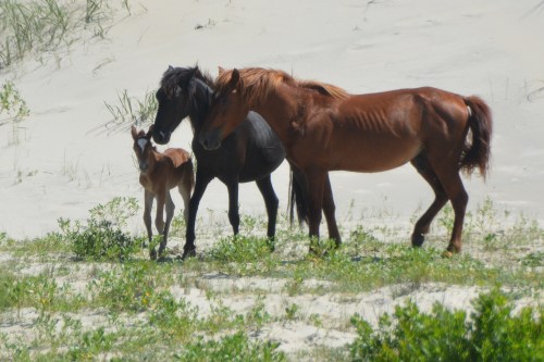 foal and parents 6-18-2016 10-47-03 AM
