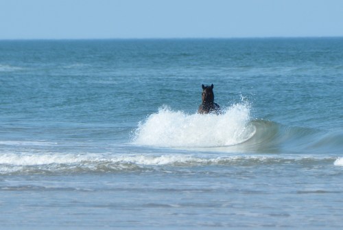 horse in wave 5-25-2016 4-55-53 PM