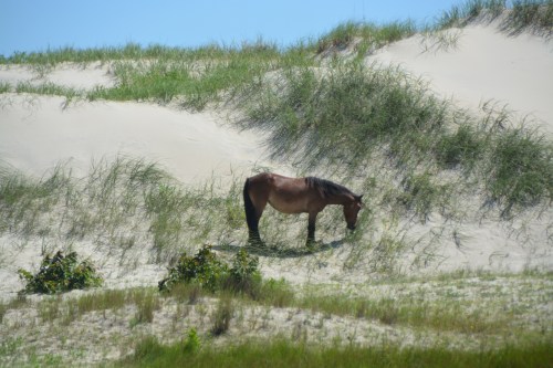 horse on dune 6-18-2016 10-41-42 AM