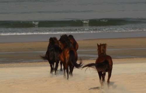 horses running 6-12-2016 6-22-13 PM